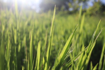 Nature Green Grass background, sunny summer time, countryside area