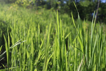 Nature Green Grass background, sunny summer time, countryside area