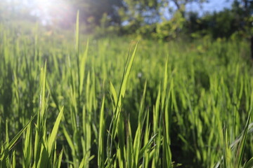 Nature Green Grass background, sunny summer time, countryside area