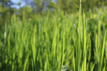 Nature Green Grass background, sunny summer time, countryside area