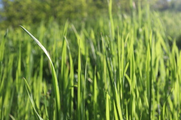 Nature Green Grass background, sunny summer time, countryside area
