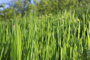 Nature Green Grass background, sunny summer time, countryside area