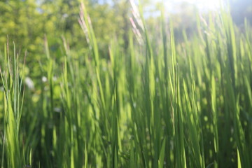 Nature Green Grass background, sunny summer time, countryside area