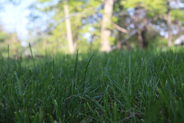 Nature Green Grass background, sunny summer time, countryside area