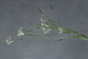 A minimalistic floral composition featuring white lilies against a smooth gray background. The...