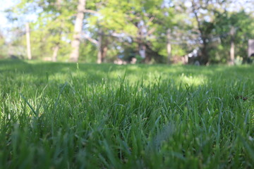 Nature Green Grass background, sunny summer time, countryside area