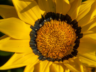 花壇に咲くガザニアのクローズアップ
