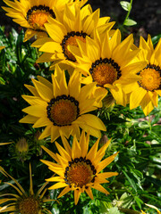 花壇に咲くガザニアの花