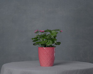A blooming strawberry bush in vase