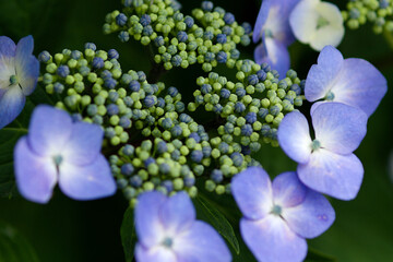 blue hydrangea flower - obrazy, fototapety, plakaty