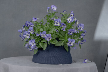 A bouquet of pansies in a  pot