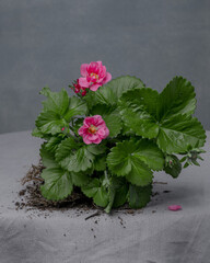 A blooming strawberry bush with roots