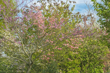 Pink flowers on a tree in the city in spring time
