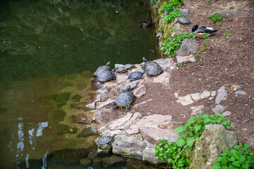 Lake with ornamental ducks and turtles in the forest.