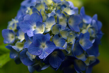 close up of blue flower