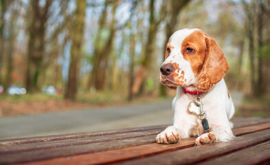 A white dog of the English cocker spaniel breed lies on a park bench. The dog has a collar. The dog...