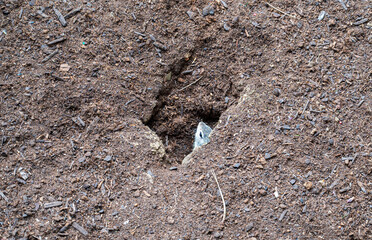 Groundhog looks out of hole in the ground.