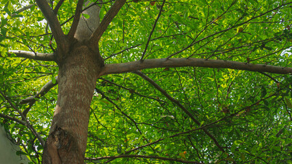 Green tree leaf sky background taken from the low point of view and looking upwards toward the top.