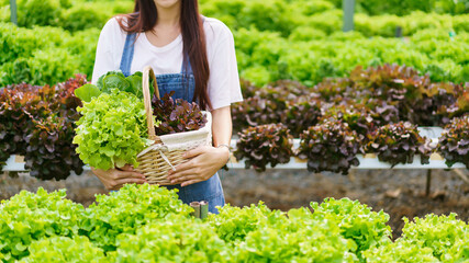 Female gardener holding basket of fresh salad produces from hydroponic system in hydroponics garden