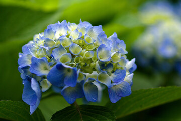 close up of a blue hydrangea