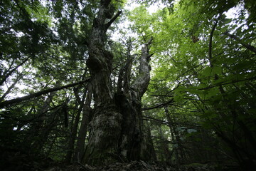 Tree with it arms reaching up