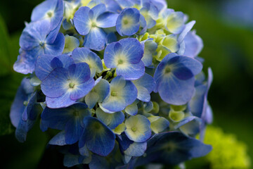 close up of blue flower