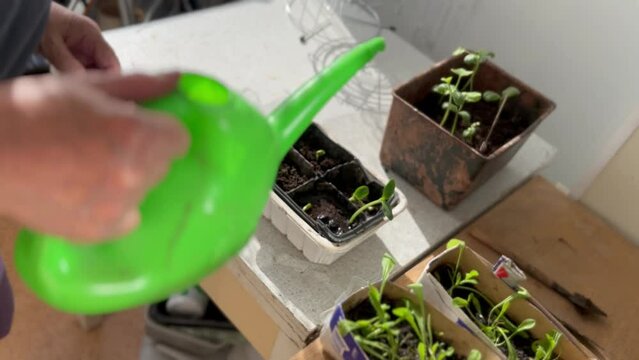 close-up on the hand of a farmer woman watering with water from a green watering can seedlings of strawberries and flowers grown in cardboard boxes of dairy products with soil on the balcony
