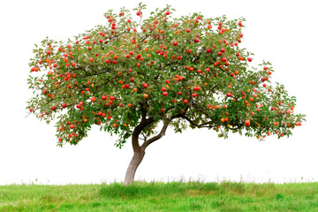A tree of ripe apples branch isolated on white plane background