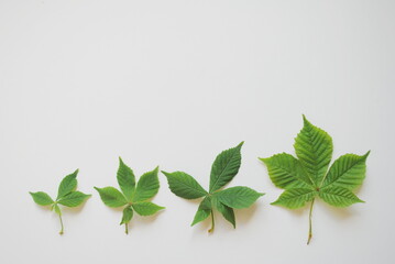 Green chestnut leaves of different sizes on a white background. Copy, top view, space for text