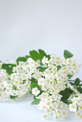 White flowers on a white background. Place for text, postcard, background, copy. Wedding, festive, romantic concept