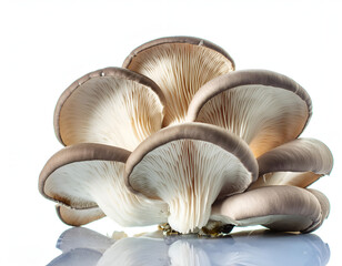 oyster mushrooms on a white background