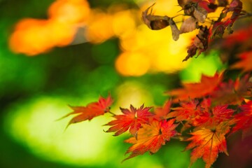 鮮やかな紅葉