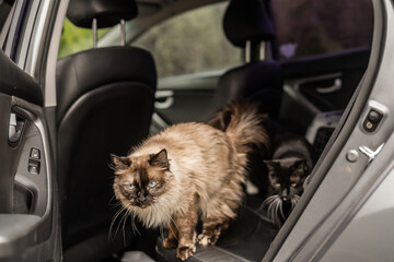 Two Adorable Traveling Animals Cat Friends in Car Road Trip Pets