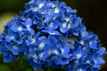 blue hydrangea flower