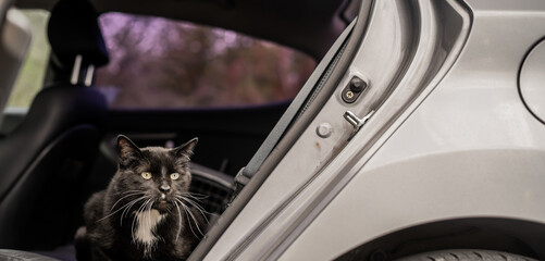 Tuxedo Cat in Back Seat of Car on Adventure Traveling
