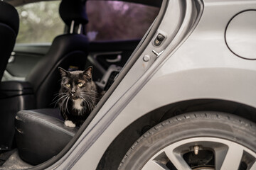 Tuxedo Cat in Back Seat of Car on Adventure Traveling