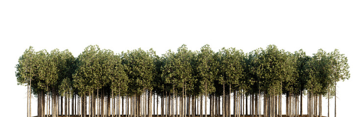 Trees forest on a transparent background