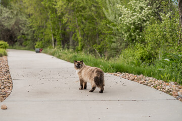 Sidewalk Adventure Cat Siamese Ragdoll Out During Springtime