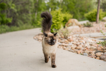  Walking Down Sidewalk Adventure Cat Siamese Ragdoll Out During Springtime
