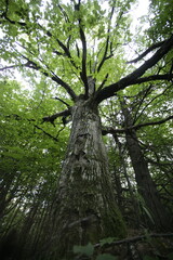 Naklejka premium Tree in Forest, Lord of the Forest