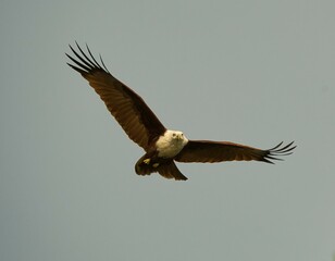 Flying Eagle