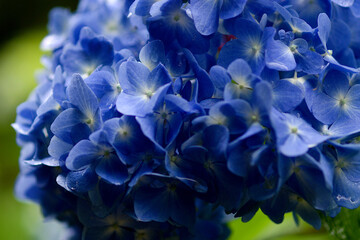 close up of hydrangea