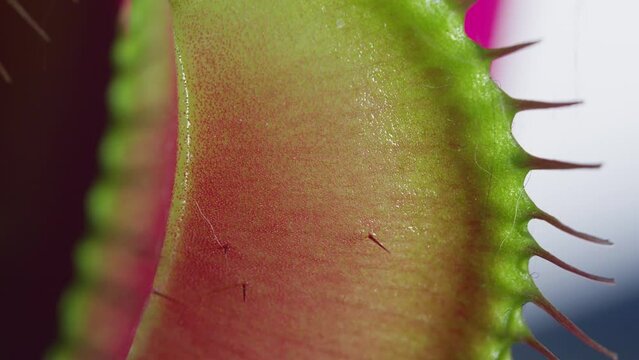 Close up macro video of the Venus Flytrap plant leaves.