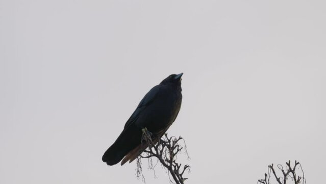 Black bird, rook or crow sitting on a branch high up in a tree