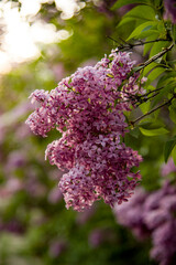 lilac aroma flowers in a botanical garden on sunny spring day