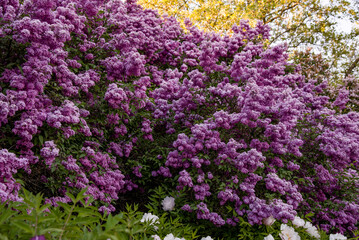 Obraz premium lilac aroma flowers in a botanical garden on sunny spring day