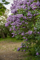 Obraz premium lilac aroma flowers in a botanical garden on sunny spring day 