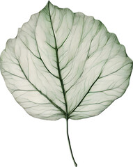 Obraz premium Botanical minimalist leaf, Leaf Clipart. 