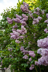 Fototapeta premium lilac aroma flowers in a botanical garden on sunny spring day