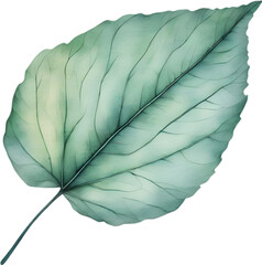 Botanical minimalist leaf, Leaf Clipart. 